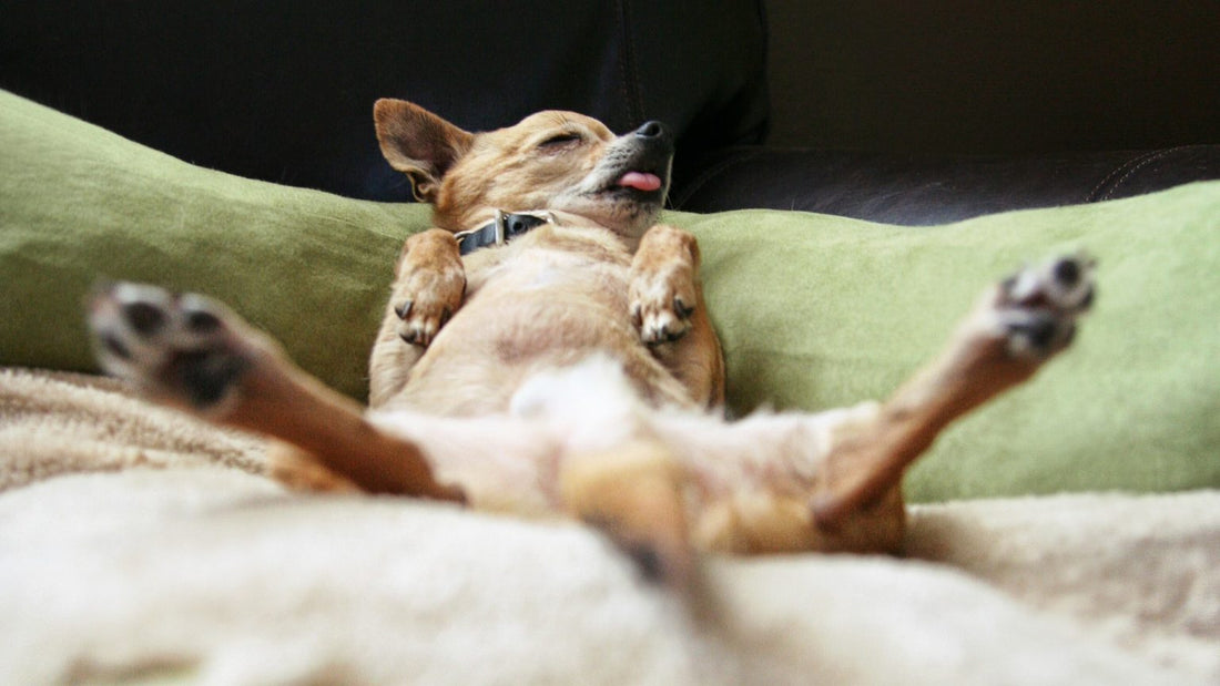 Chien âgé allongé confortablement sur un lit orthopédique vert.