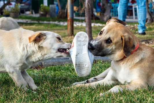 Quand et pourquoi remplacer le collier de votre chien : Le guide complet pour une sécurité et un confort optimal !