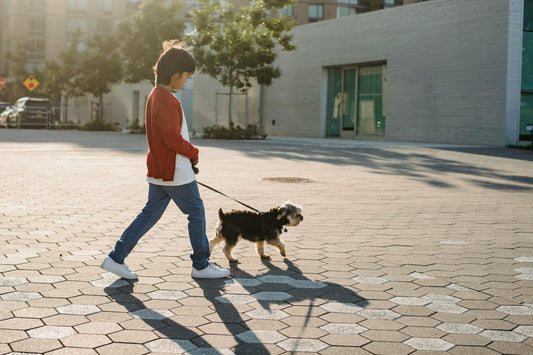 Comment Garder Votre Chien Actif en Milieu Urbain - Conseils et Astuces