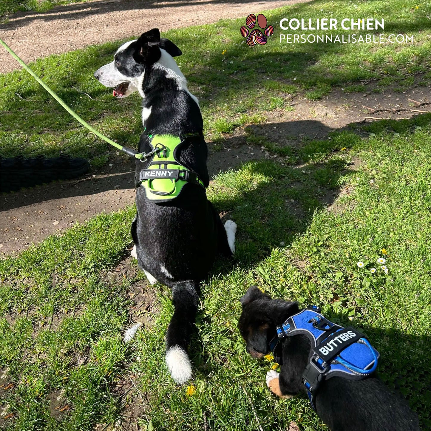 SUPER DOG - Harnais premium réfléchissant