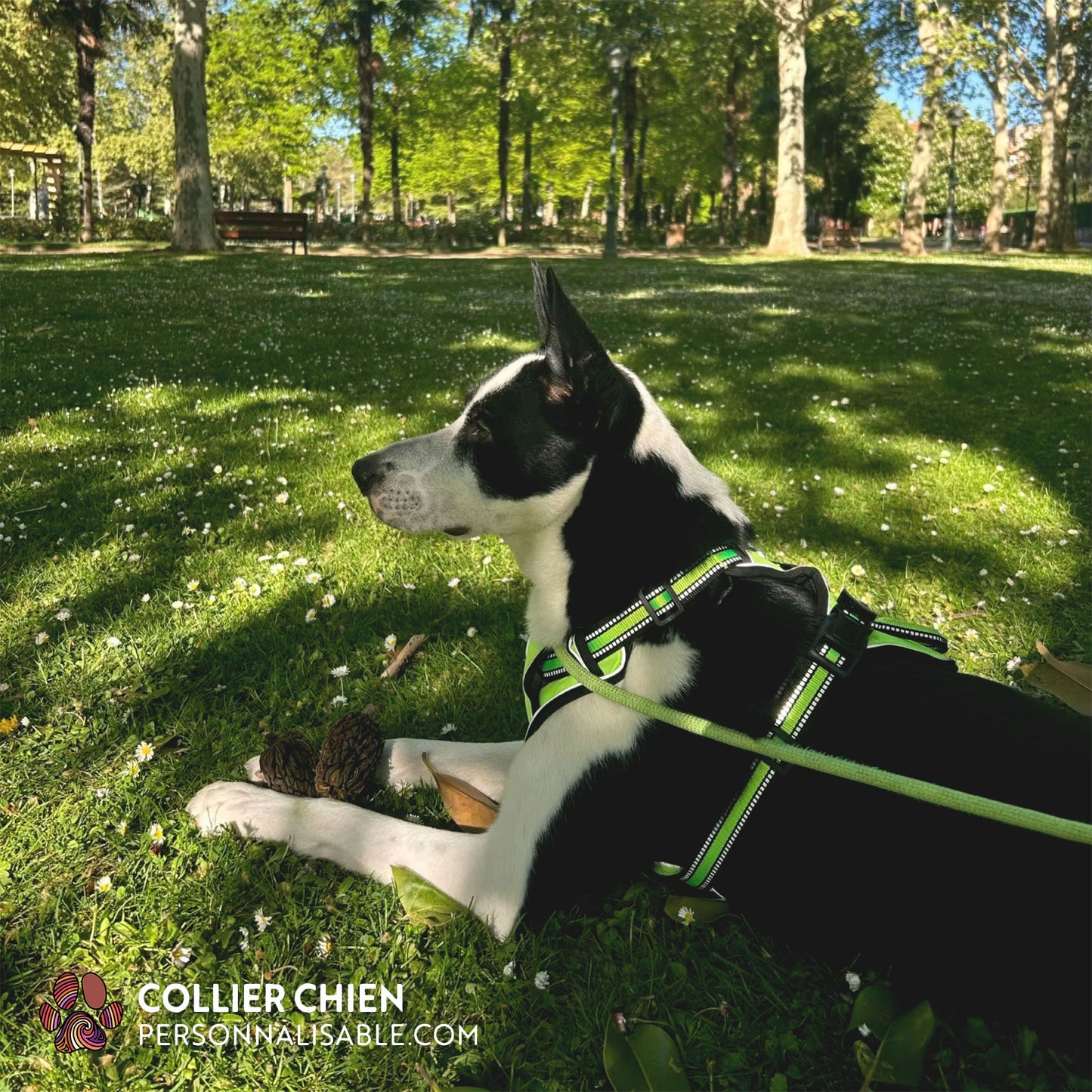 SUPER DOG - Harnais premium réfléchissant